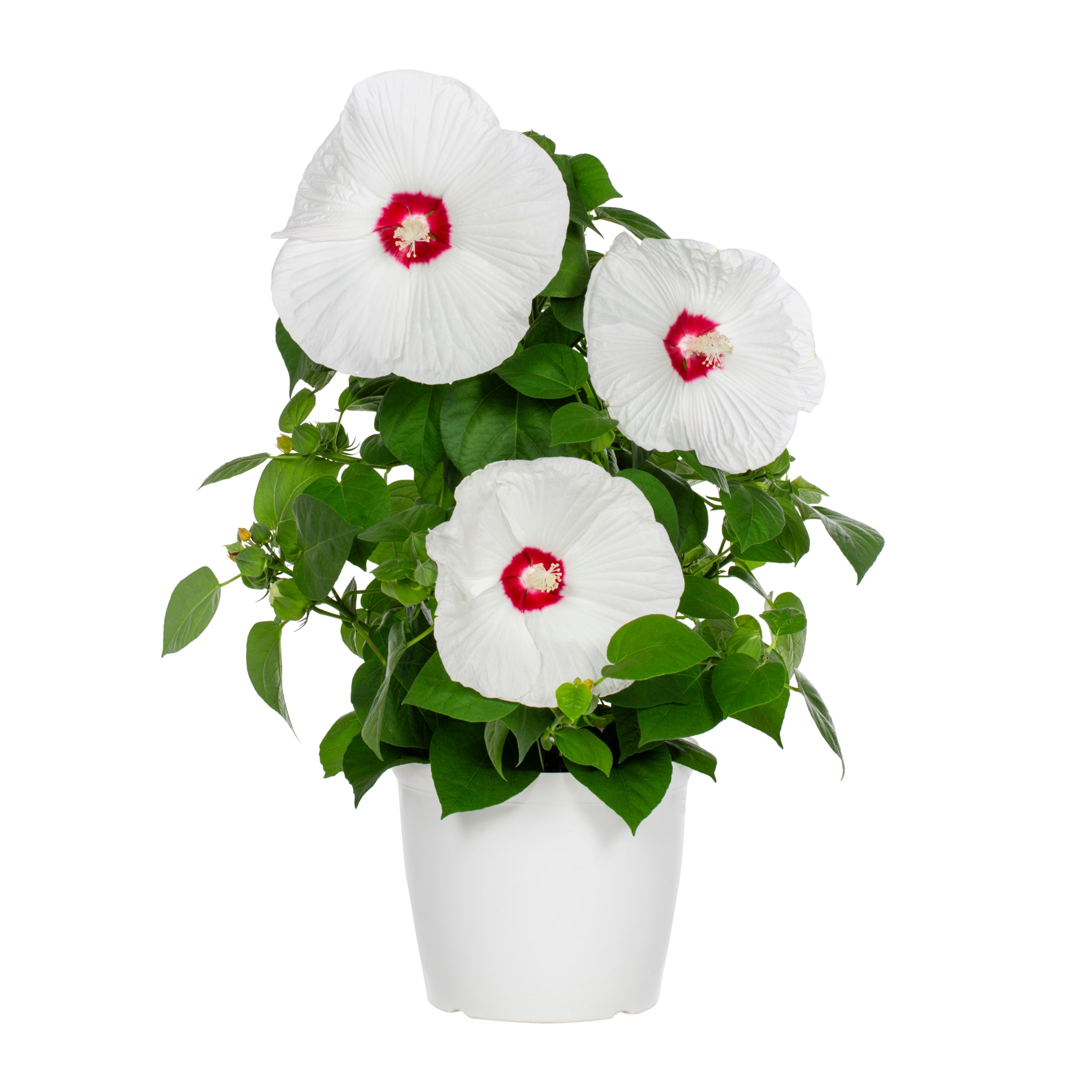 Multicolor Plant in 3-Quart Pot
