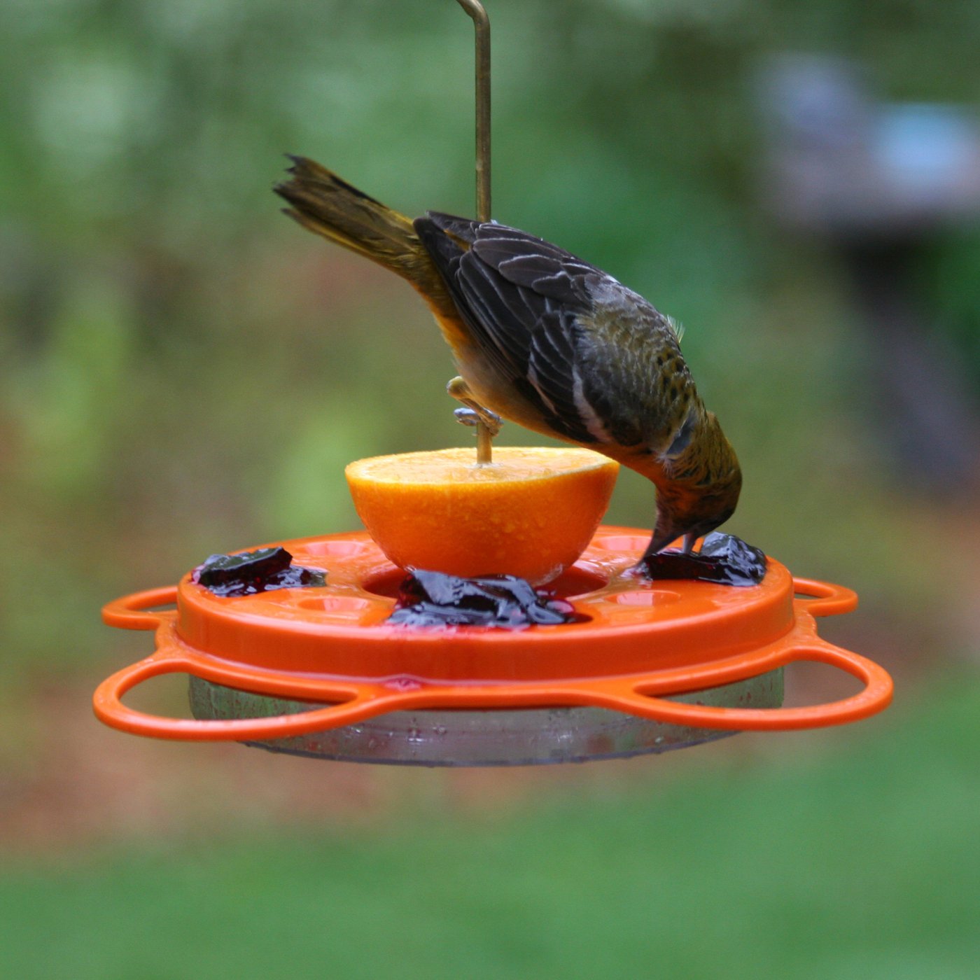 BIRDS CHOICE undefined at Lowes.com