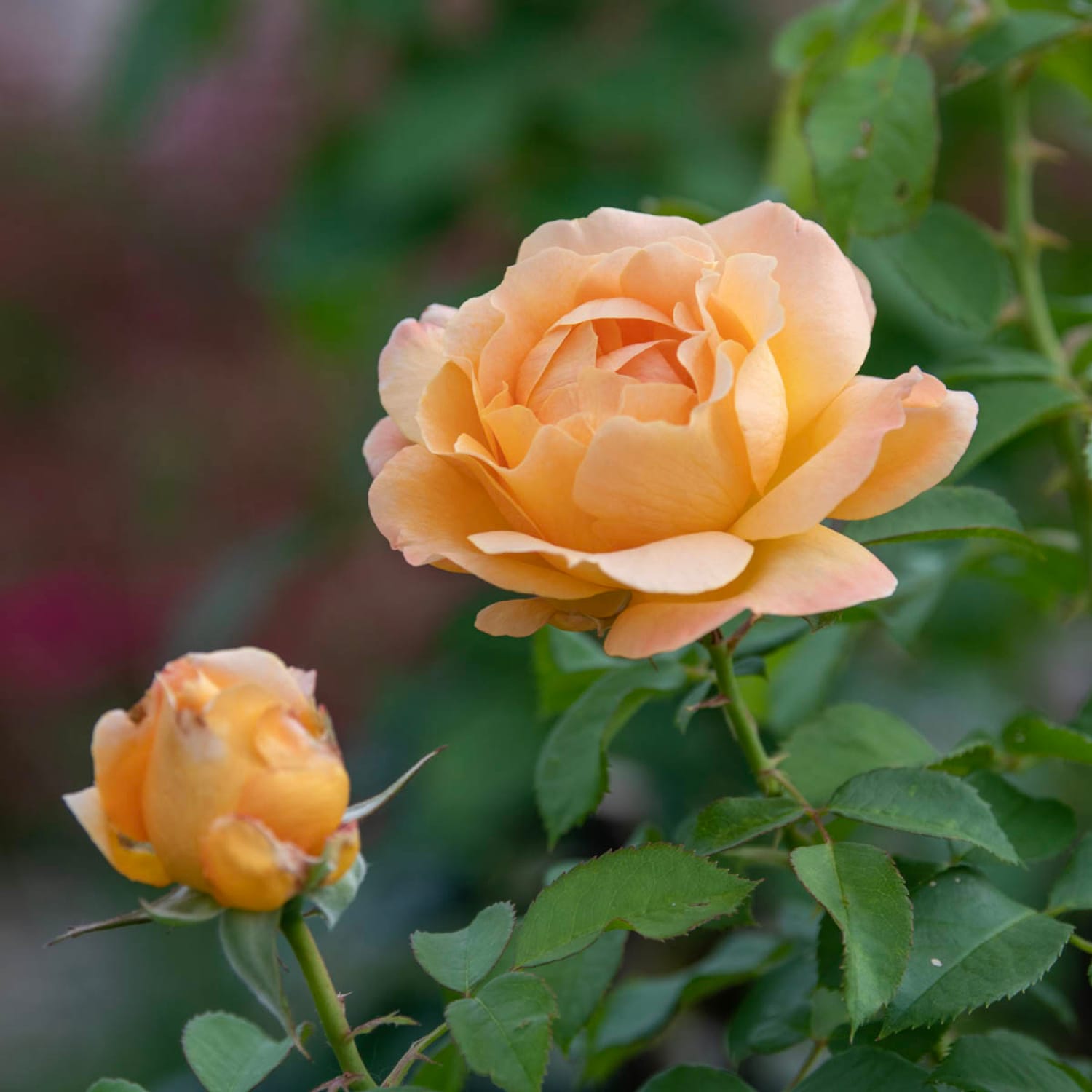 Spring Hill Nurseries 85029 roses - View #3