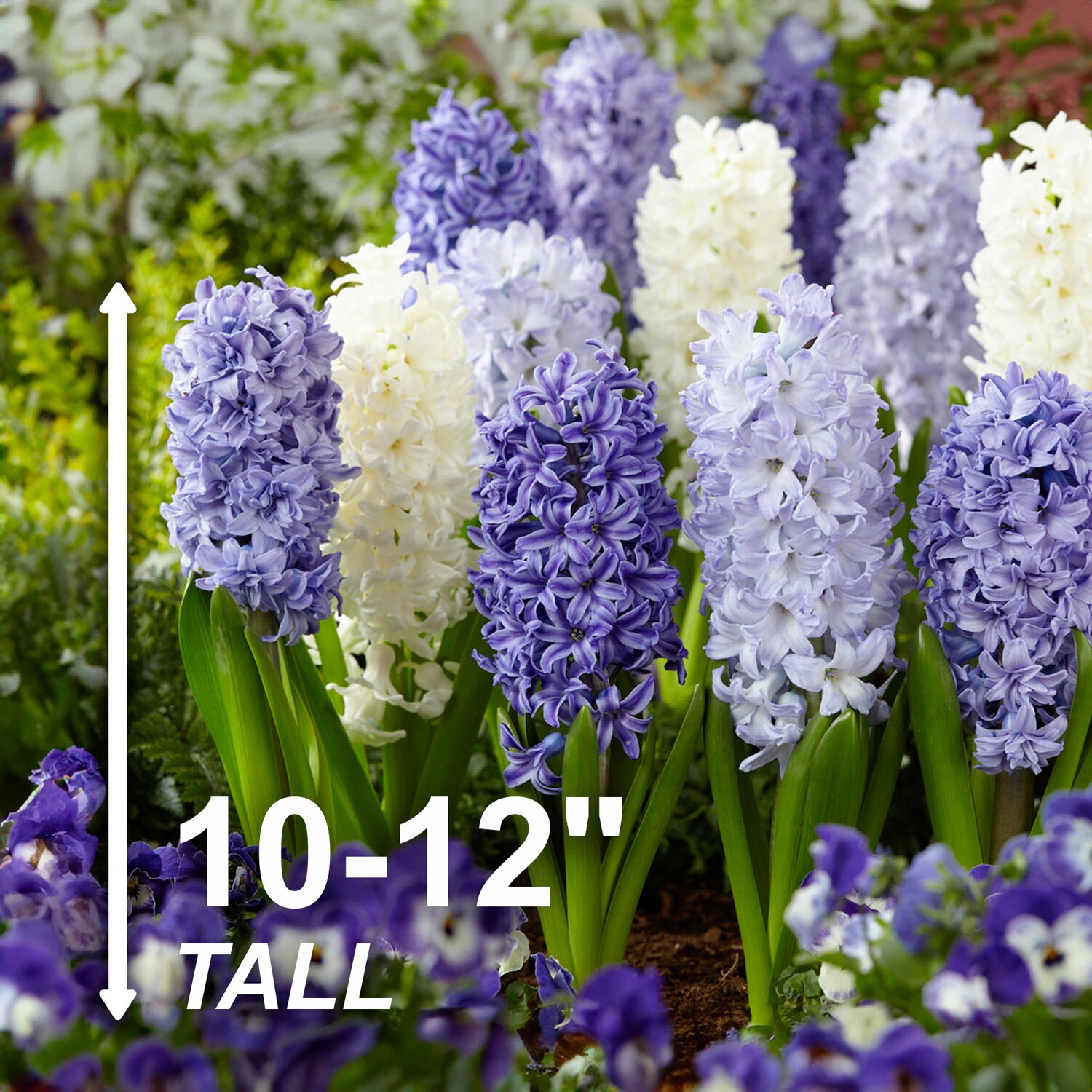 Garden State Bulb ECF-152-100-04 Plant-Bulbs - View #3