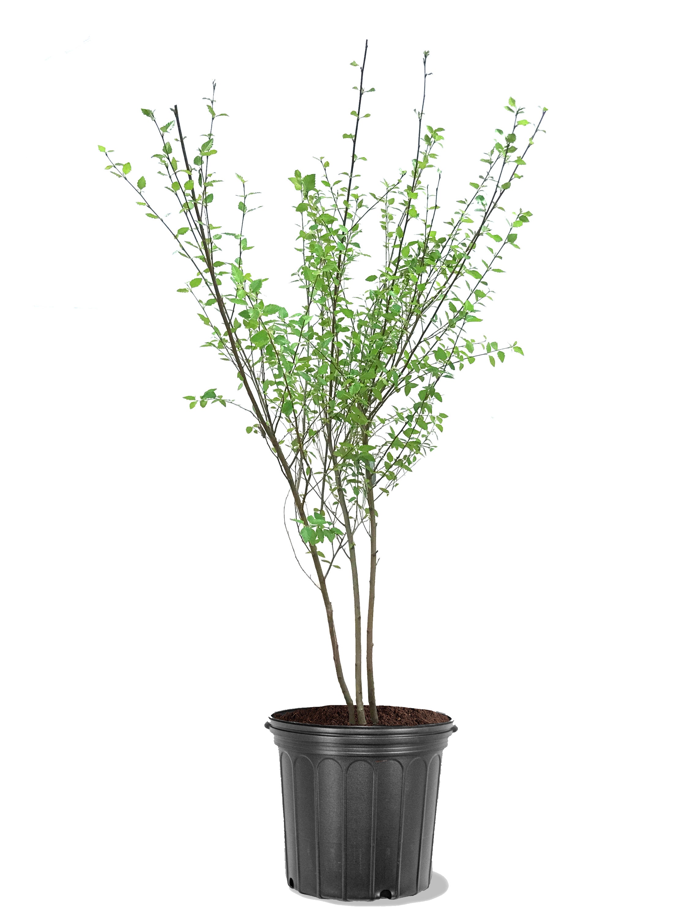 Southern Planters 5 -Gallon Shade River Birch In pot (with soil)