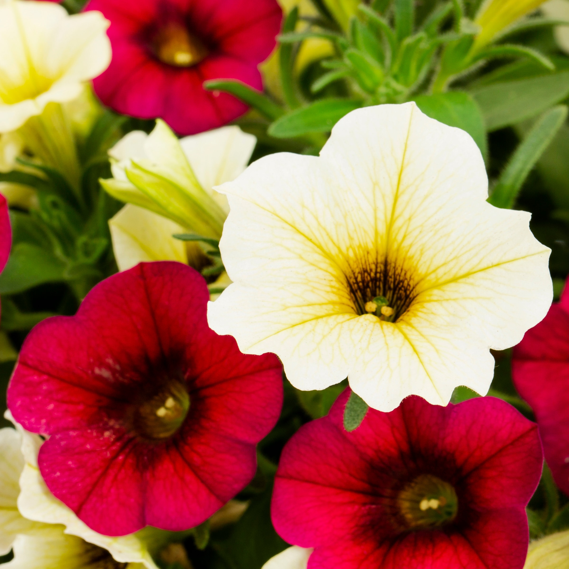 Lowe's NURSERY annuals - View #2