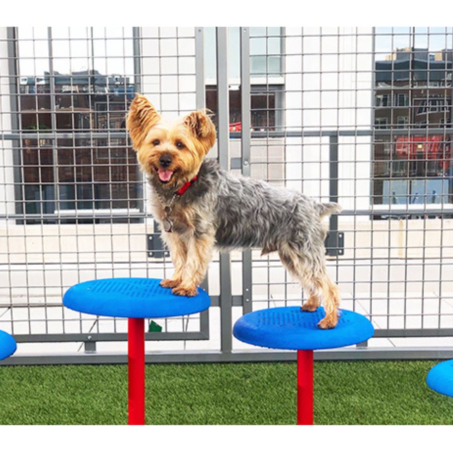 Rover Jump Over - BarkPark - Dog Park Equipment - Park Warehouse