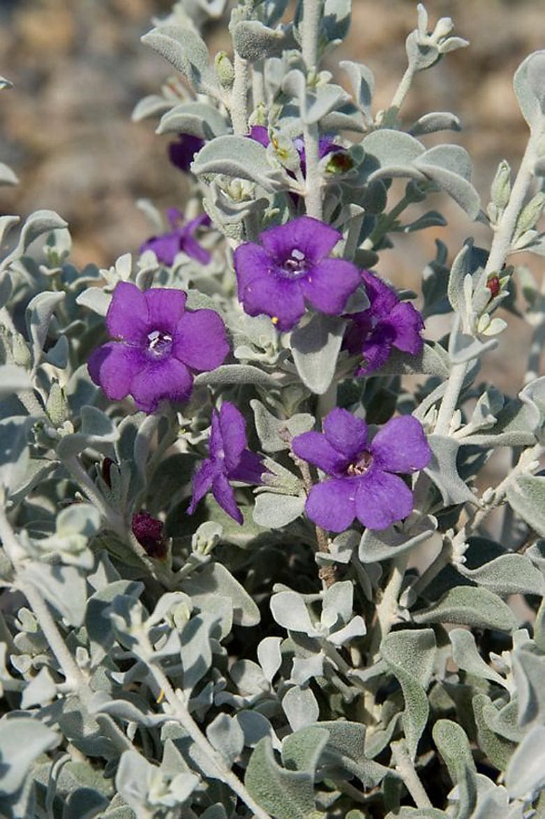 Great Design Plant: Texas Ranger Explodes With Color