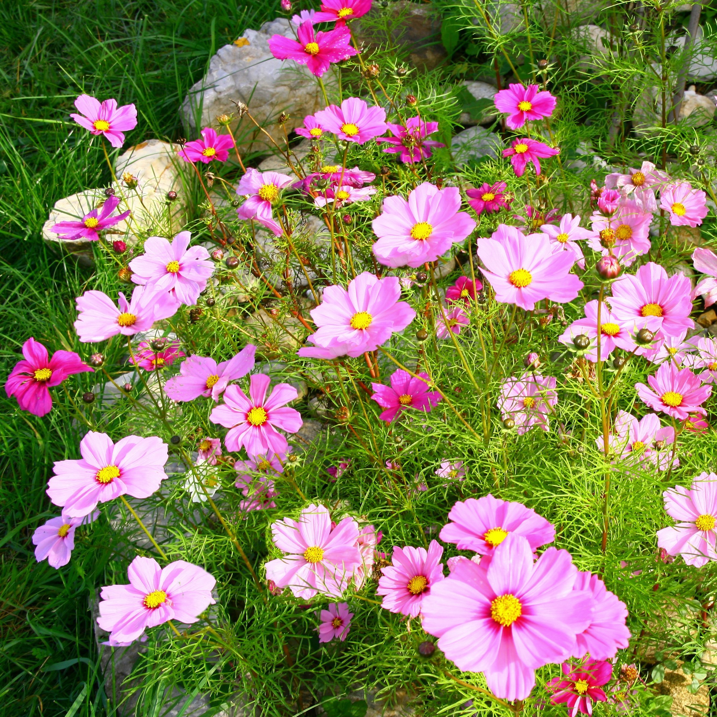 National Plant Network LW2580 annuals - View #11
