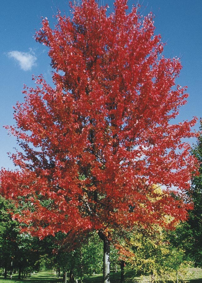  NURSERY 19.78-Gallon Shade Tree Autumn Blaze Maple In Pot (With Soil)