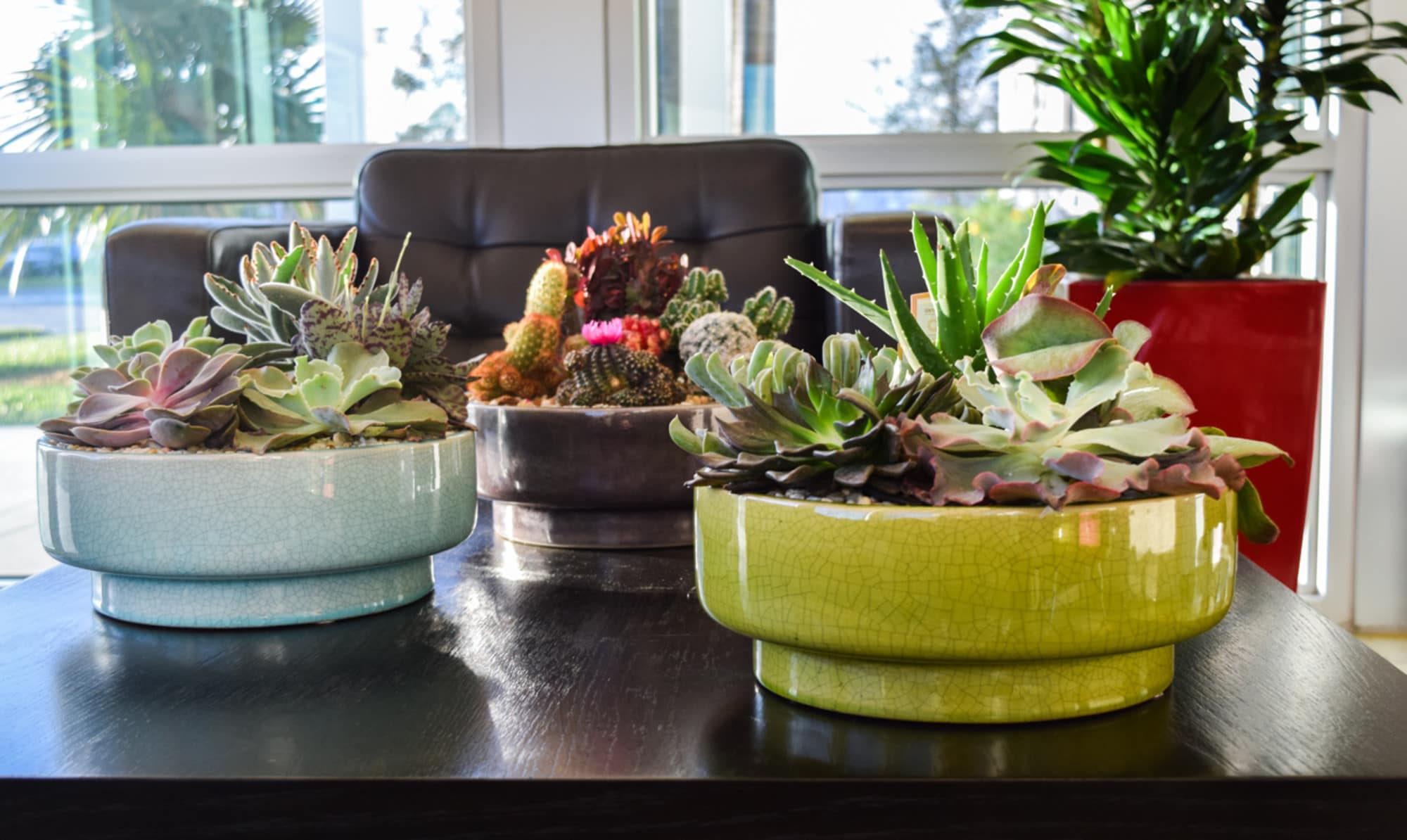 Costa Farms CO.C25SF.1.MP16.GP Cacti-Succulents - View #4