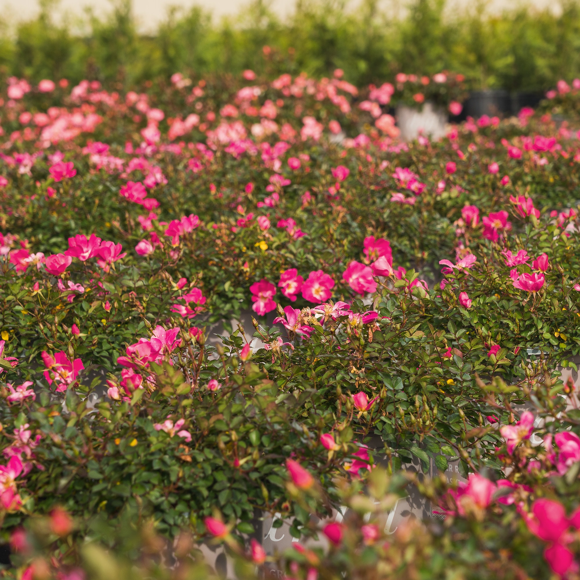 Perfect Plants LOPINKDRIFT3G roses - View #4