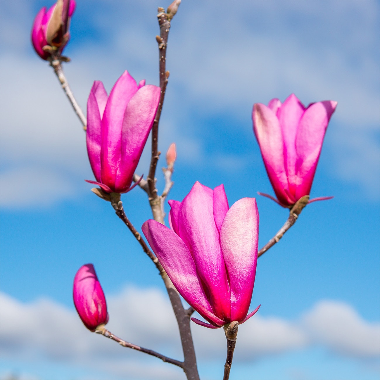 Perfect Plants LOANNMAGNOLIA5G trees - View #5