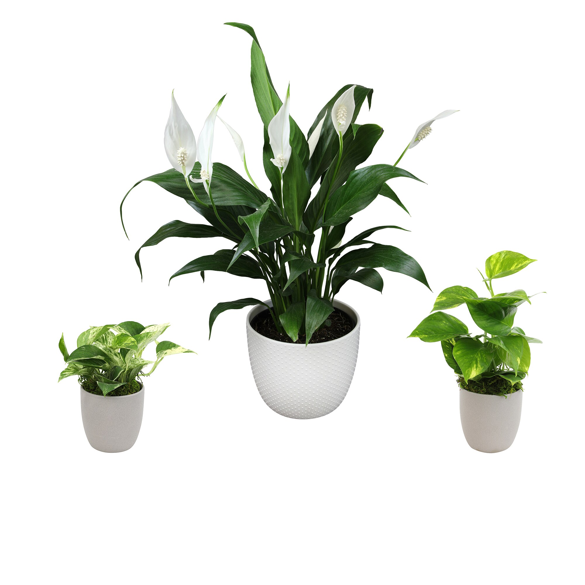 Altman Plants   Peace Lily in 6-in White Ceramic Pot, Marble Queen Pothos, and Golden Pothos House Plants in 4.25-in Stone Pots
