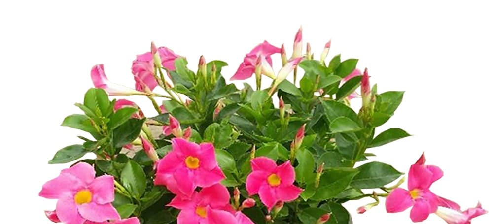 Lowe's Mandevilla in 1-Quart Pot in the Tropical Plants department at