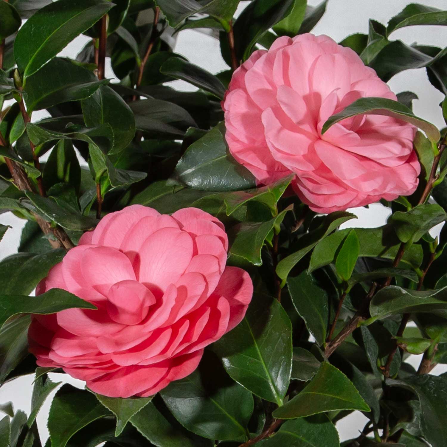 Southern Living 7763Q-1 shrubs - View #5