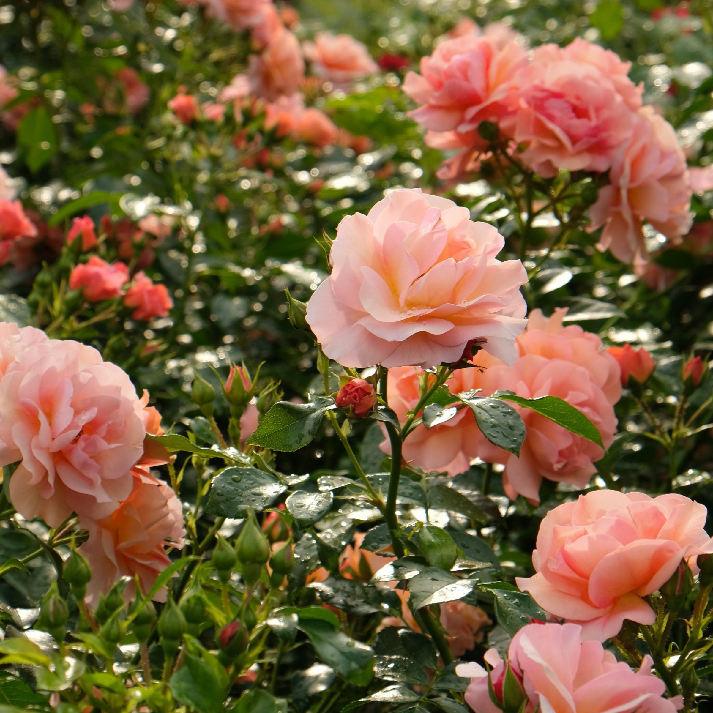 National Plant Network LW2173 roses - View #4