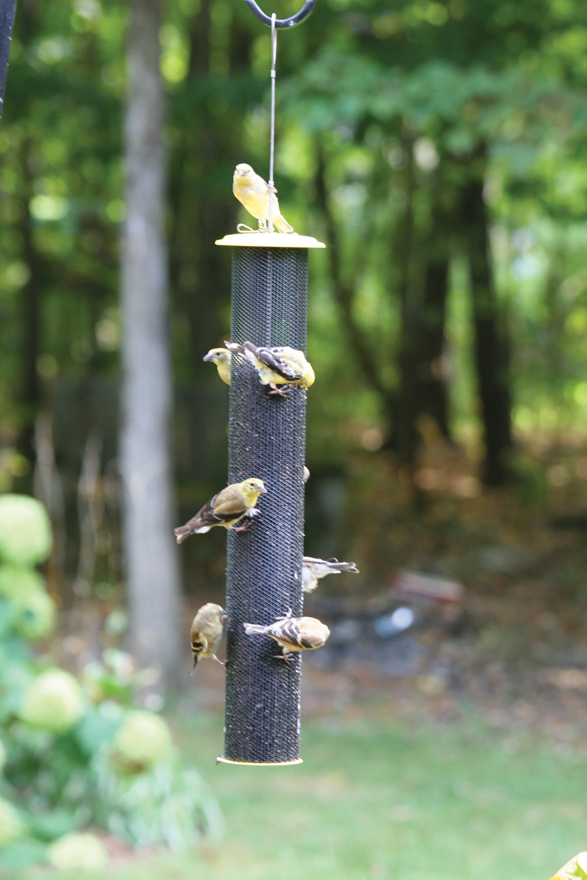 BIRDS CHOICE XTF32TALL Bird-Feeders - View #6