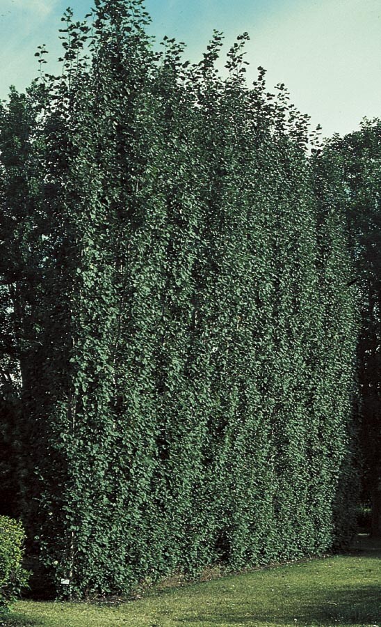  NURSERY 9.55-Gallon White Feature Tree Swedish Aspen In Pot (With Soil)