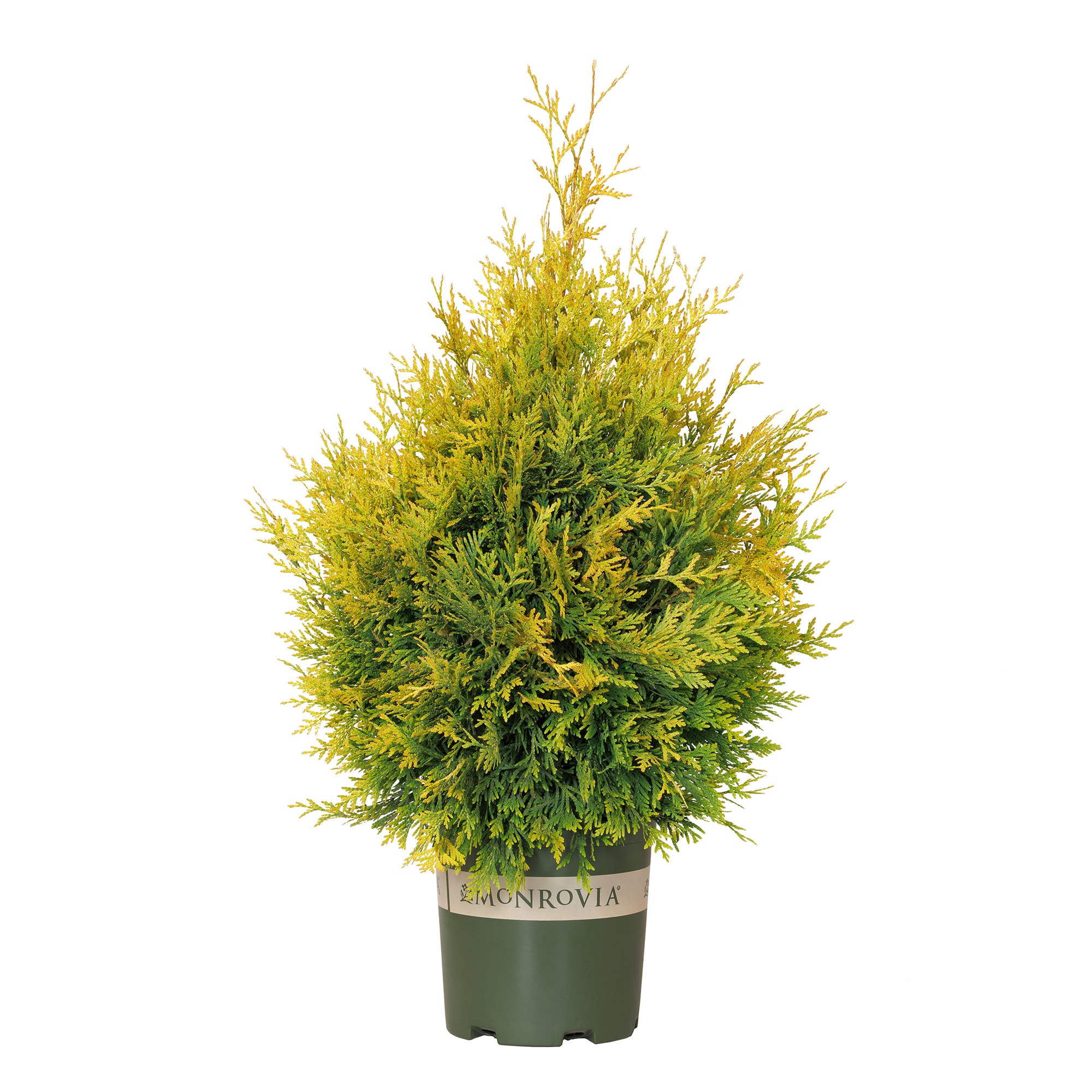 Monrovia KT10505514000200000 Ember Waves Western Arborvitae Accent Shrub in 1.73 -Gallon Pot 1 -Pack