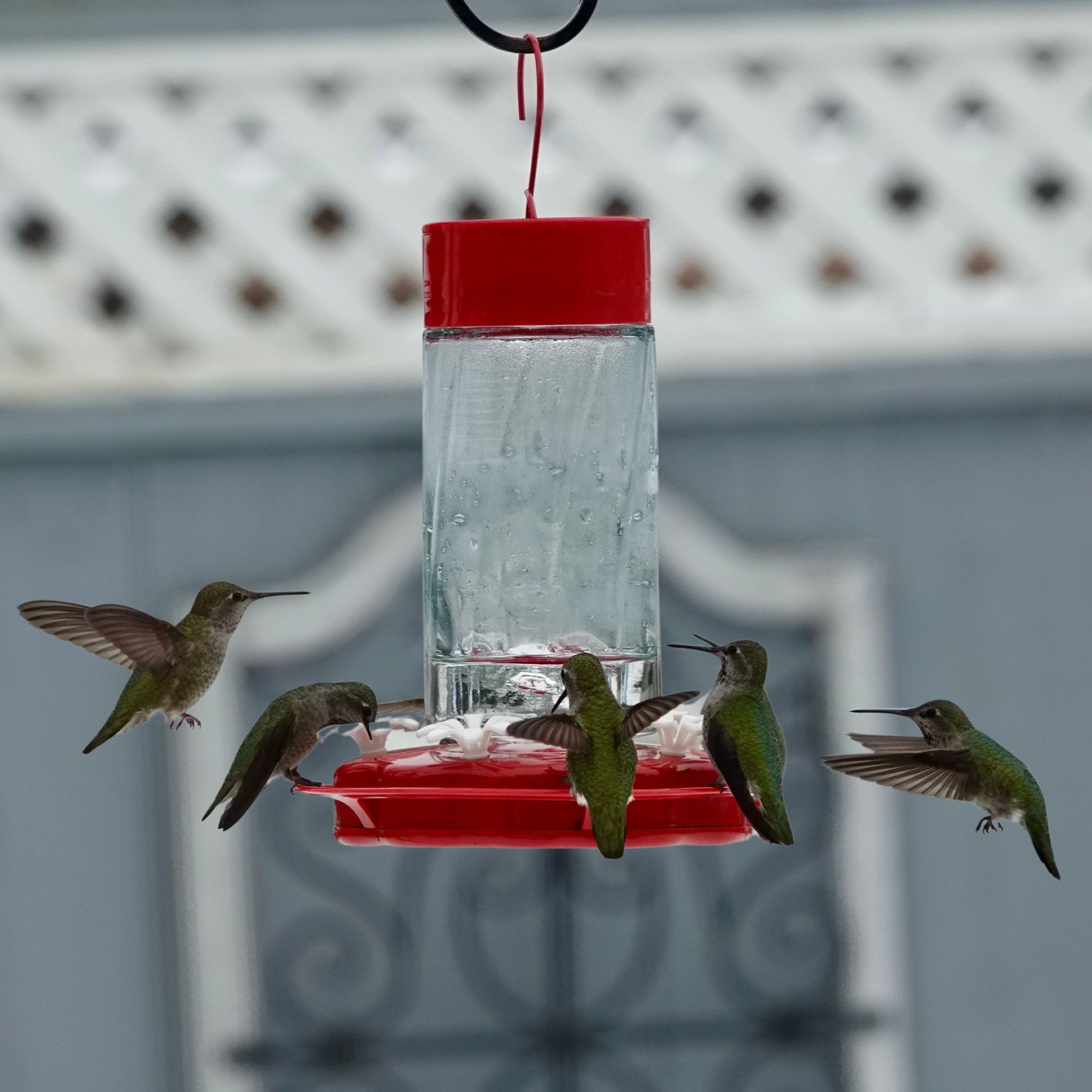 Nature's Way TGF4-IP Bird-Feeders - View #3