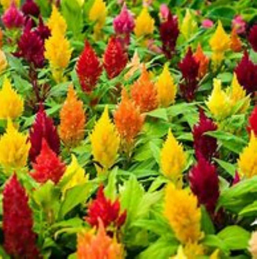 Lowe's 1527843 annuals - View #2
