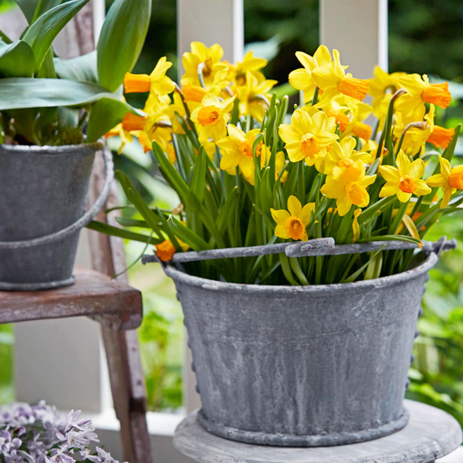Garden State Bulb ECF-117-50-02 Plant-Bulbs - View #6