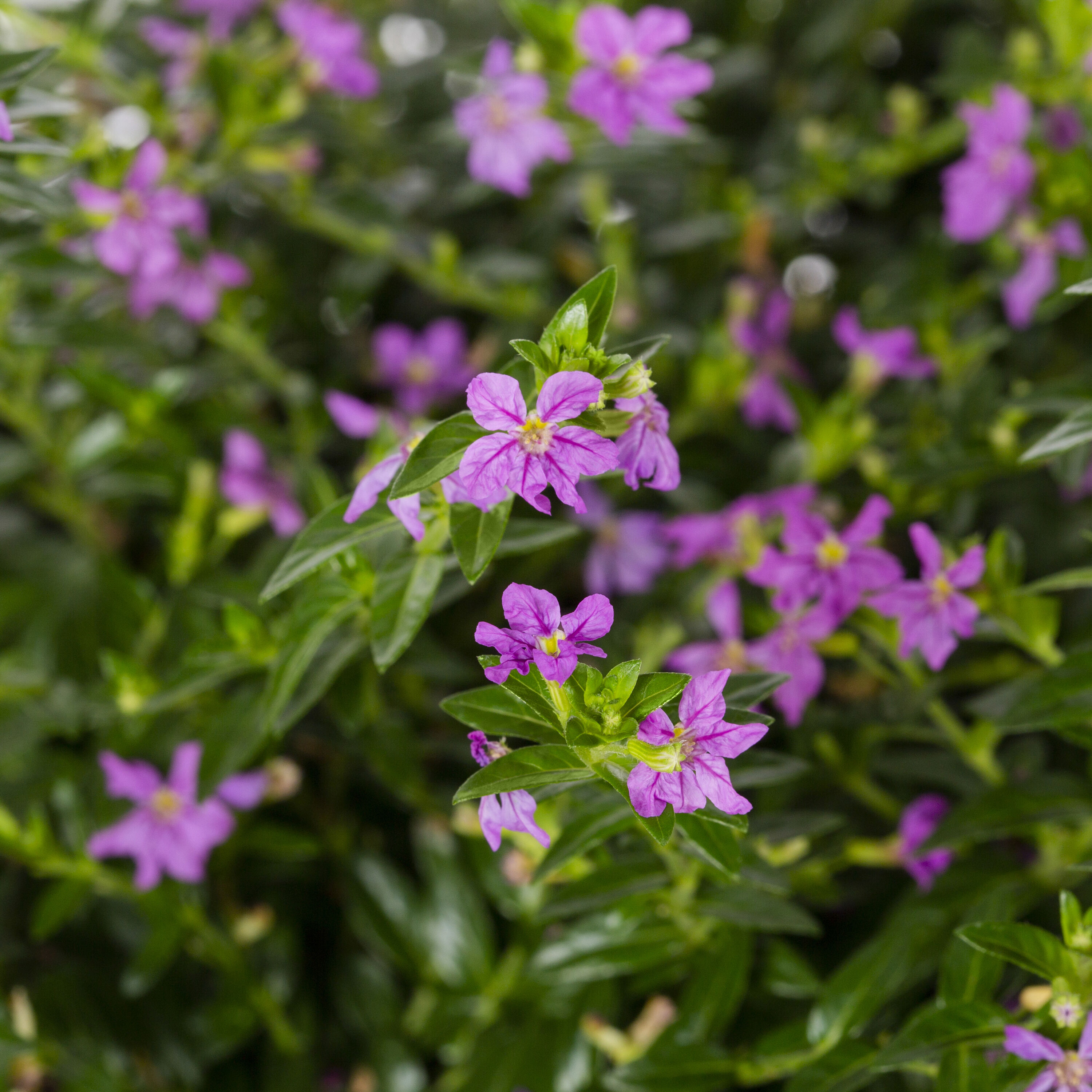 Metrolina Greenhouses Purple Heather in 1-Quart Pot 5-Pack in the ...