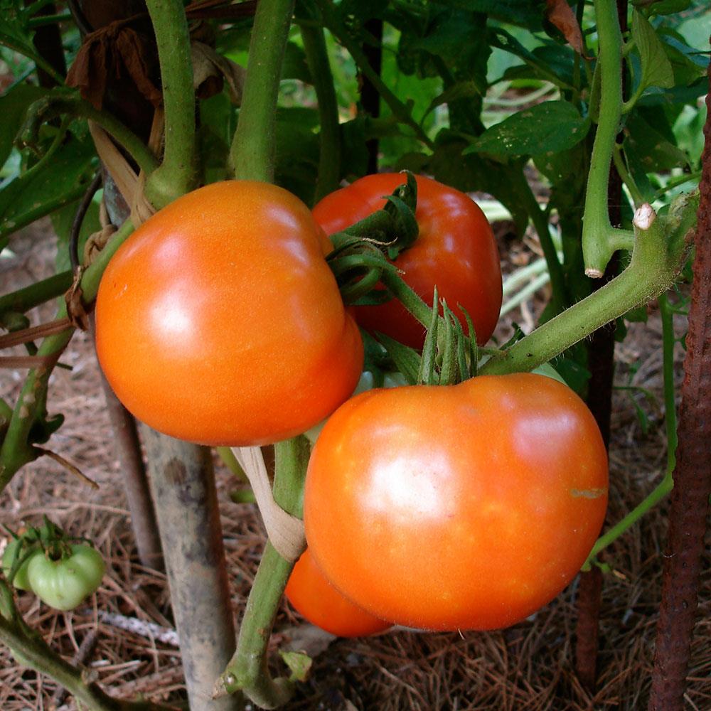 goliath tomato plant