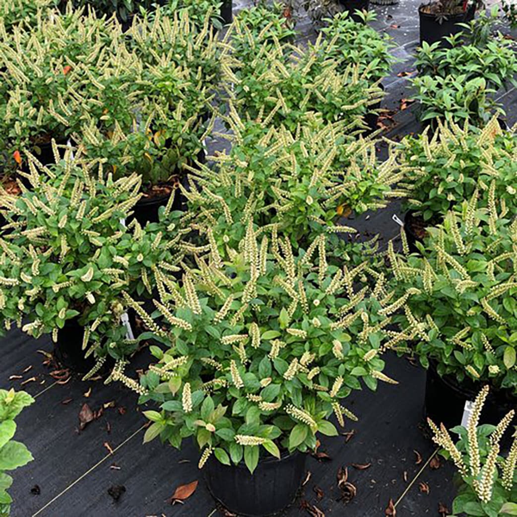 Proven Winners ITEPRC1036101 shrubs - View #3