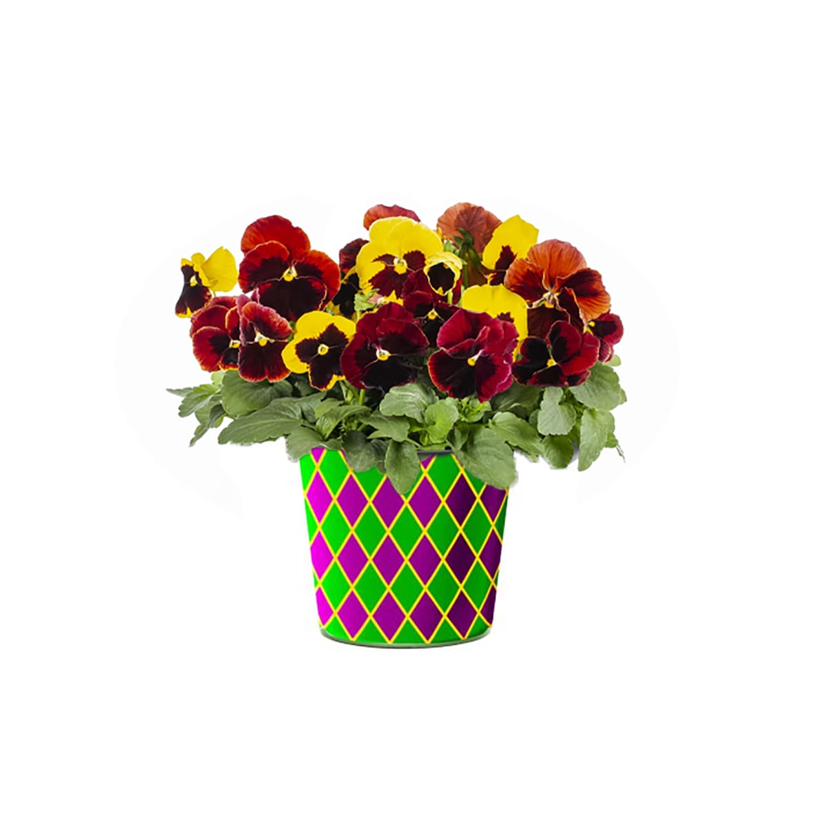 Lowe's NURSERY Multicolor Pansy in 3 Quart(s) Planter 1 -Pack