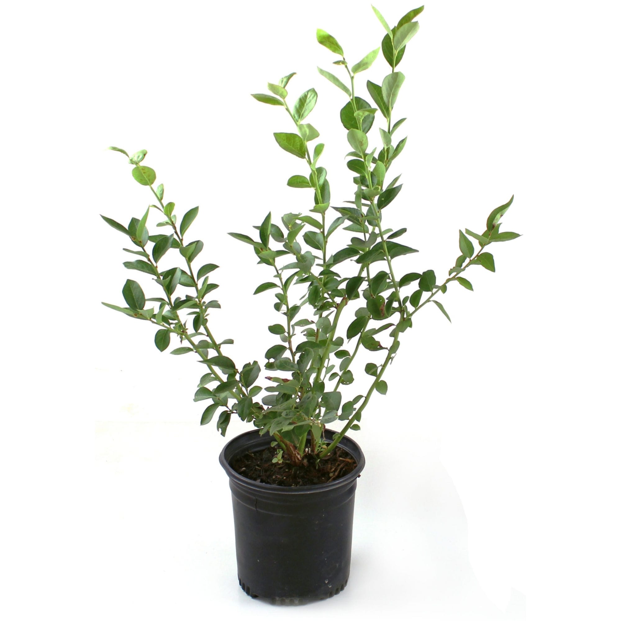 National Plant Network LW3007 shrubs - View #3