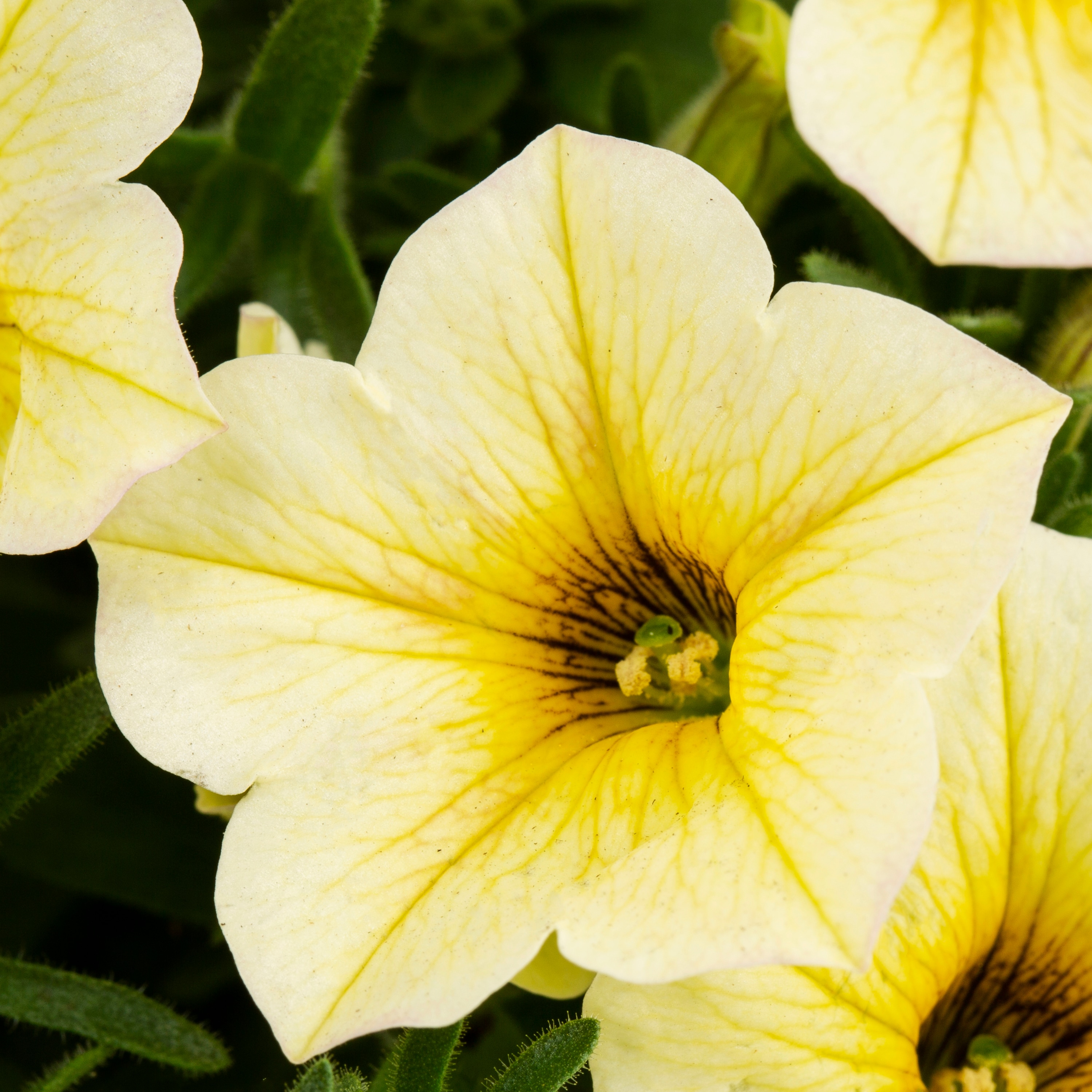 Lowe's NURSERY annuals - View #4
