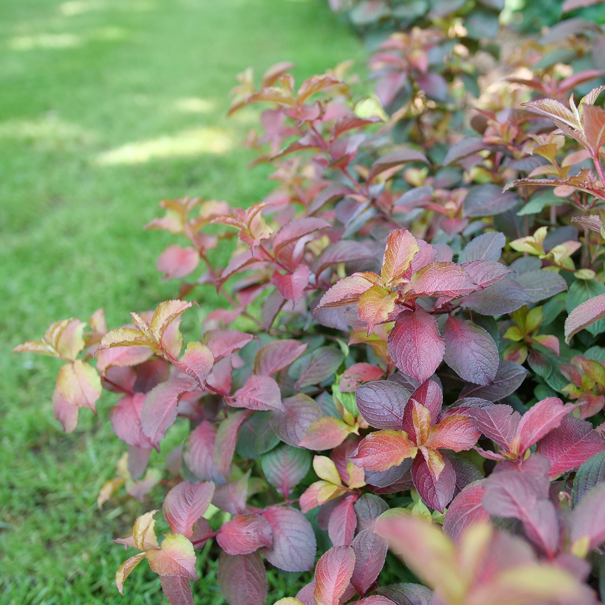 Proven Winners ColorChoice Flowering Shrubs - Make ice lanterns in just 6  steps! You can bring this luminous beauty to your own front porch with  materials you can find in your garden