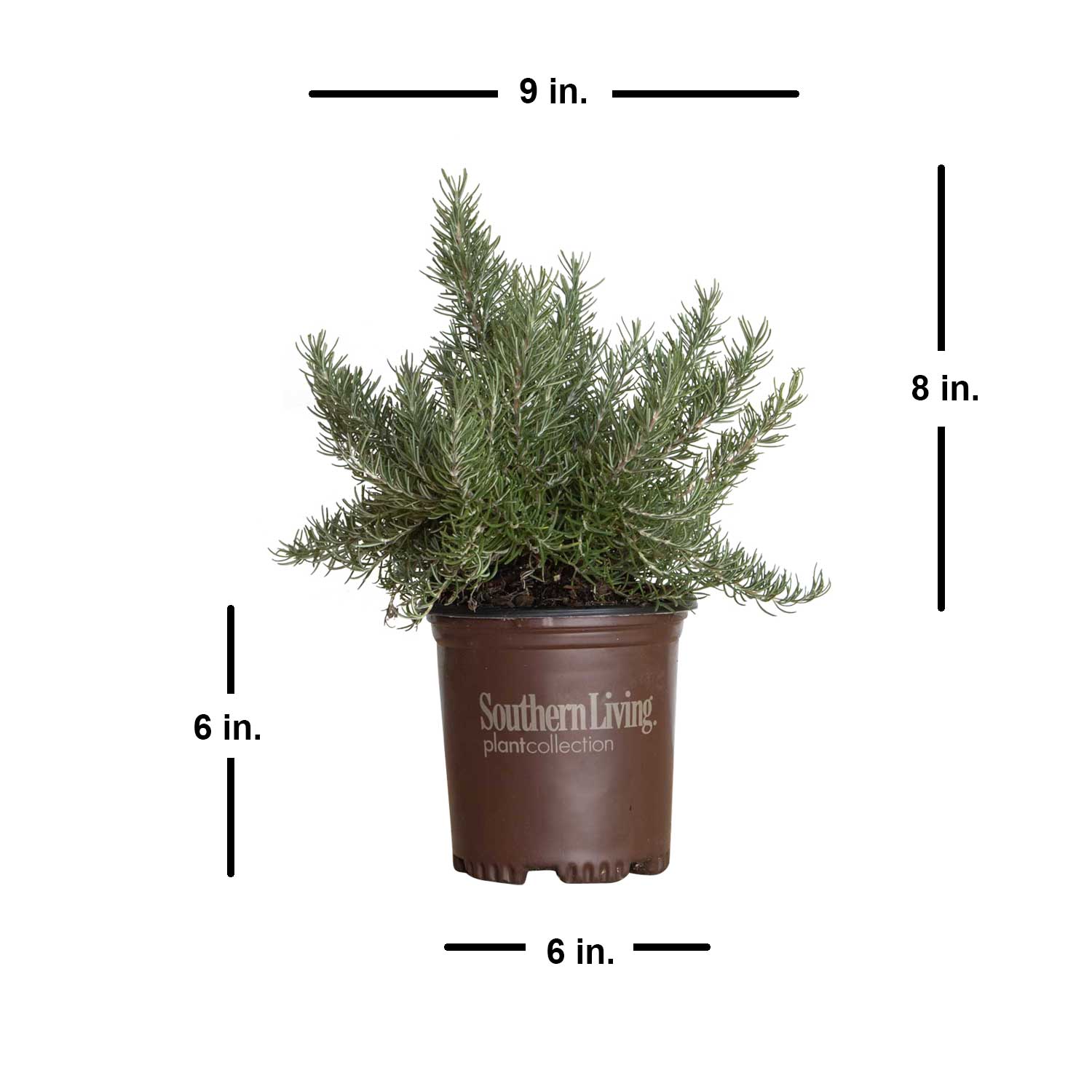 Southern Living Plant Collection 7454Q-1 shrubs - View #9
