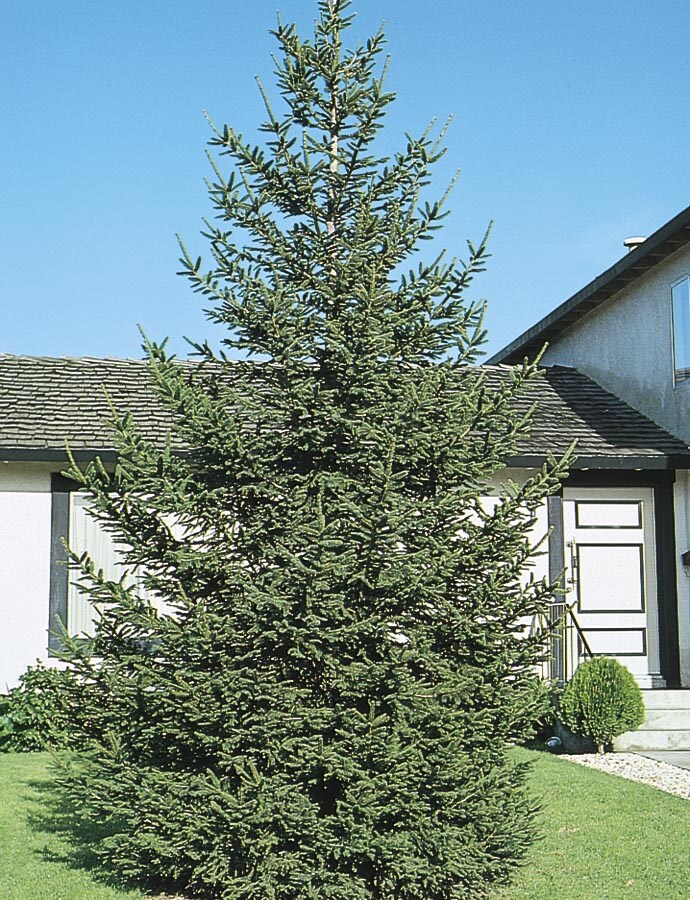  BSPRNO3.0IN 3-in Feature Tree Norway Spruce In Pot (With Soil)