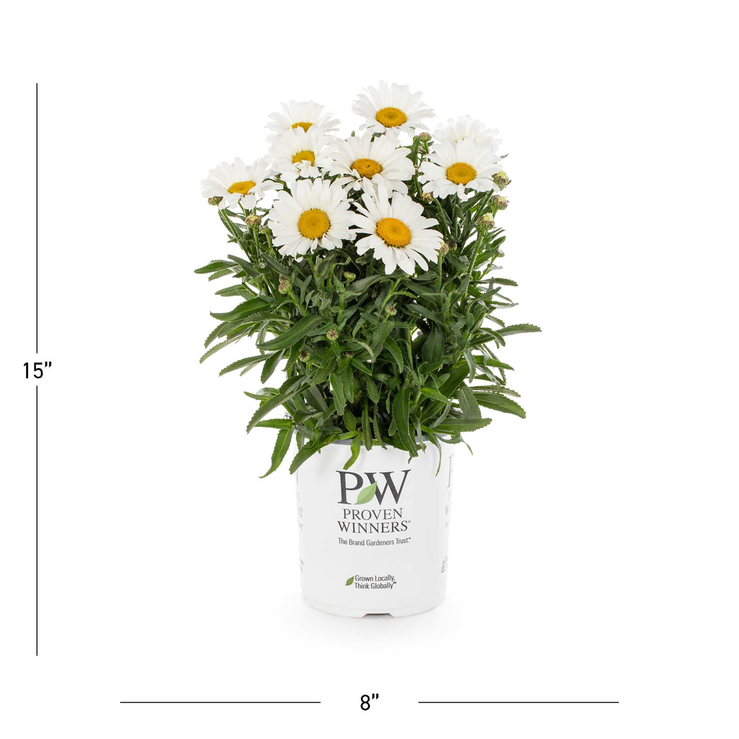 Proven Winners 4567 perennials - View #3