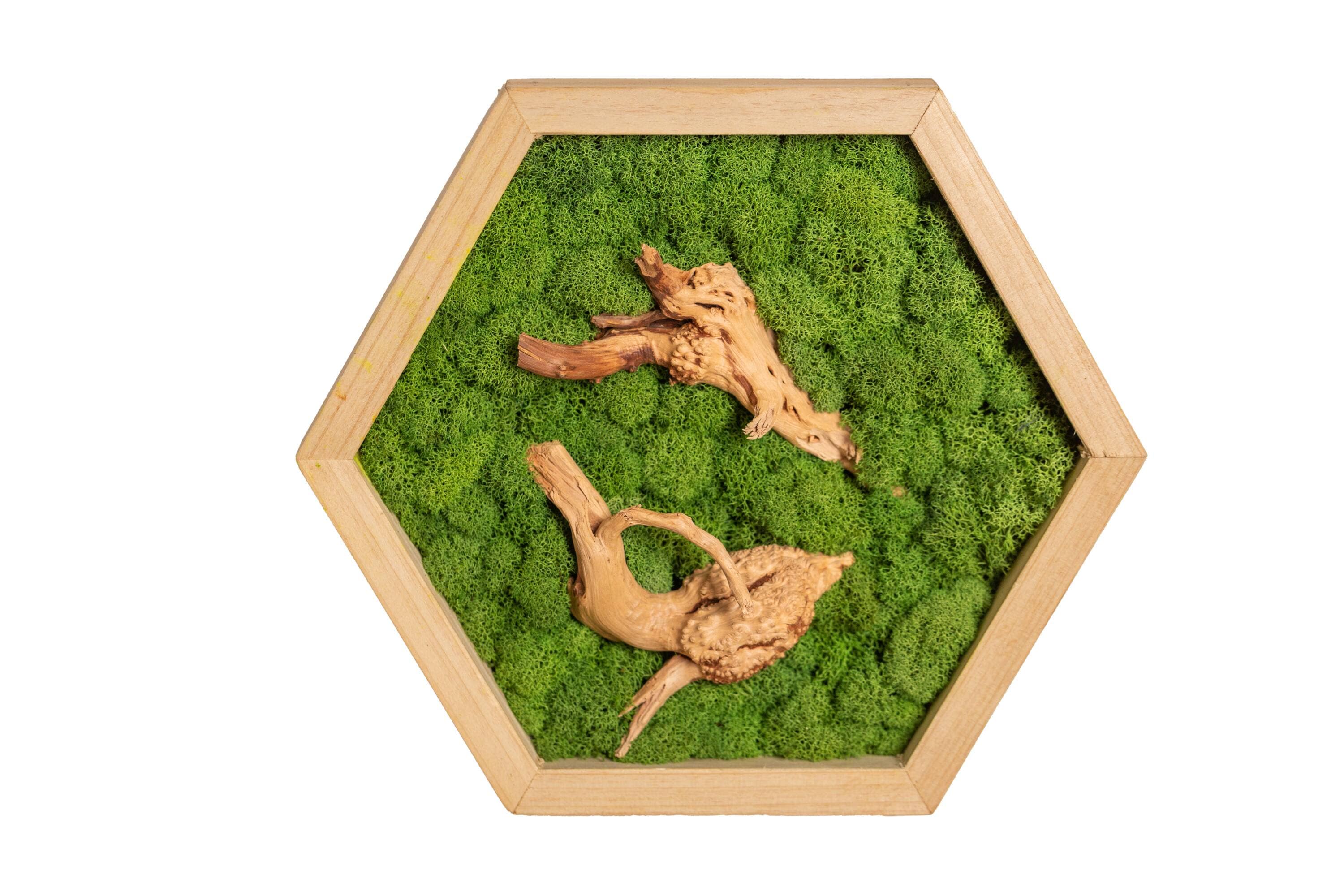 LiveTrends ASB08177 Aeriform Hexagon Moss Frame House plant in 1 -Pack 1 -Pack