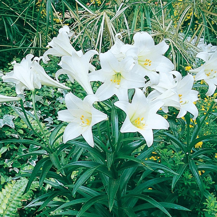 White Easter Lily House Plant in 1.25-Quart Pot at Lowes.com