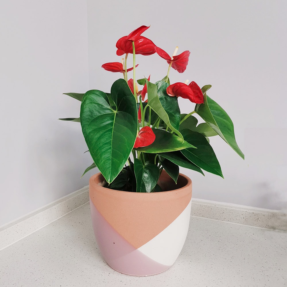 Origin 21 2353 TRB2 Planter-Window-Box - View #7