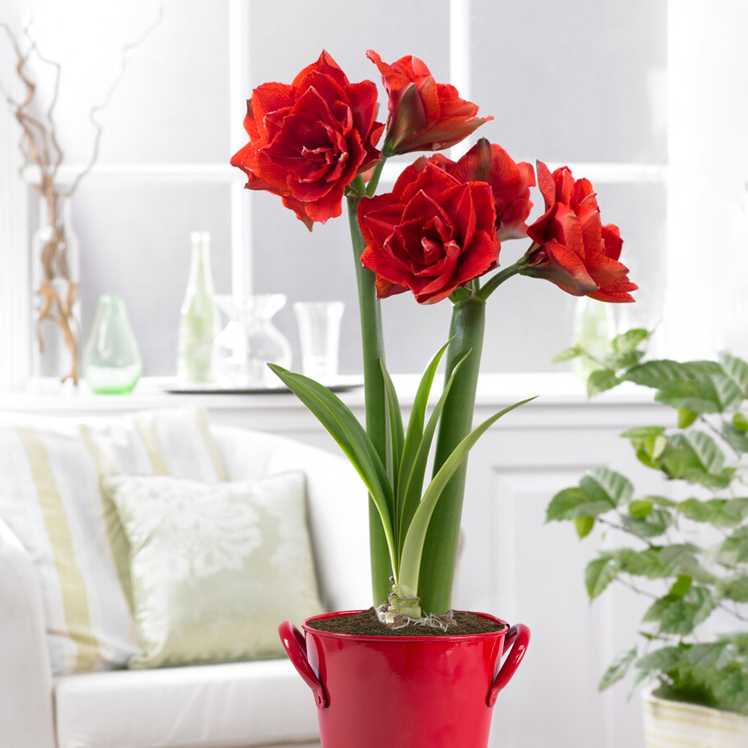 Garden State Bulb Red Double Amaryllis Bulb Gift Kit 26 28Cm Bulbs At   65329845 