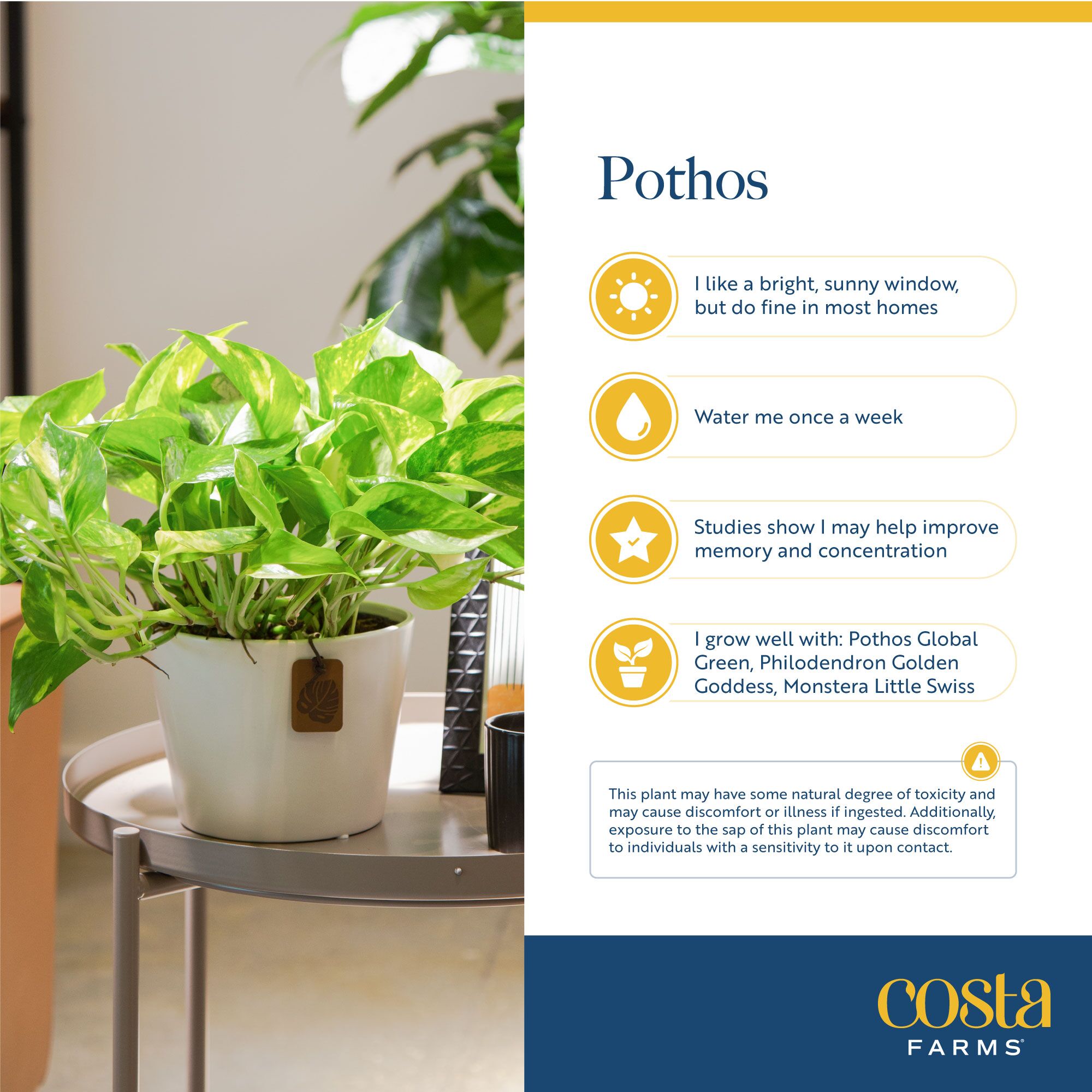 Costa Farms 5021792 hseplants - View #5