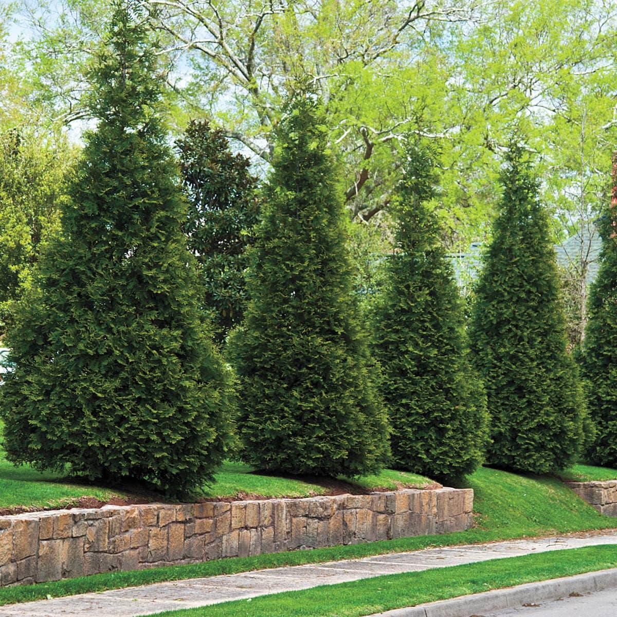 Eastern Red Cedar Evergreen Shrubs At Lowes