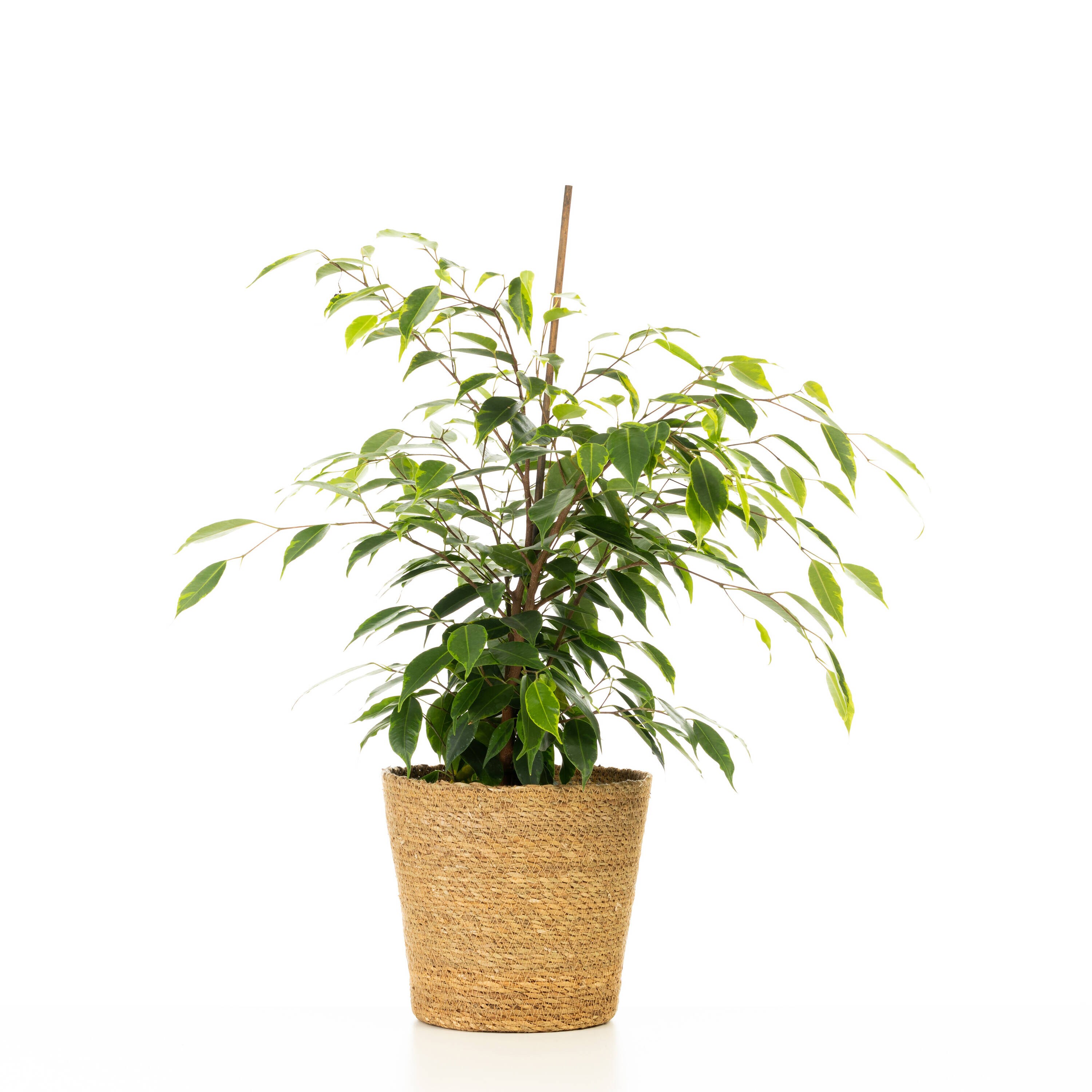 Proven Winners FICPRL0065105 Cling-On Anastasia Weeping Fig House plant in 5 Inch(es) Pot