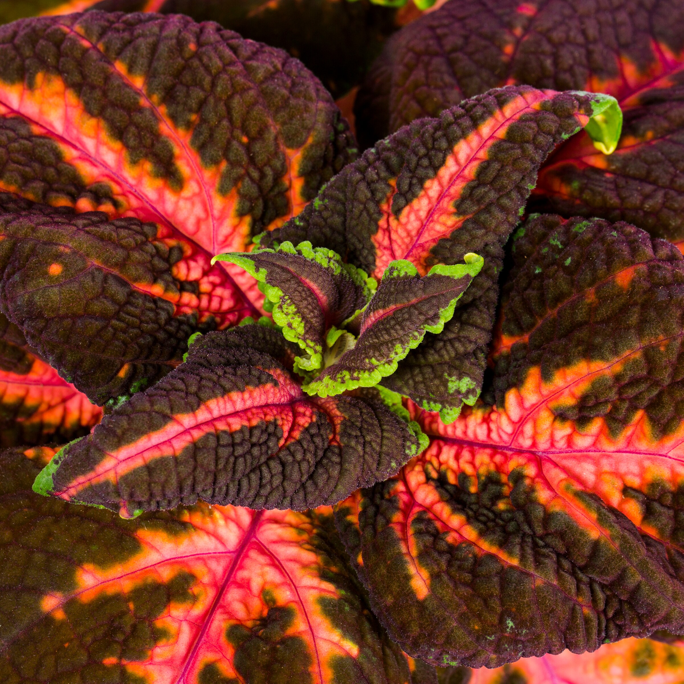 Lowe's NURSERY annuals - View #2