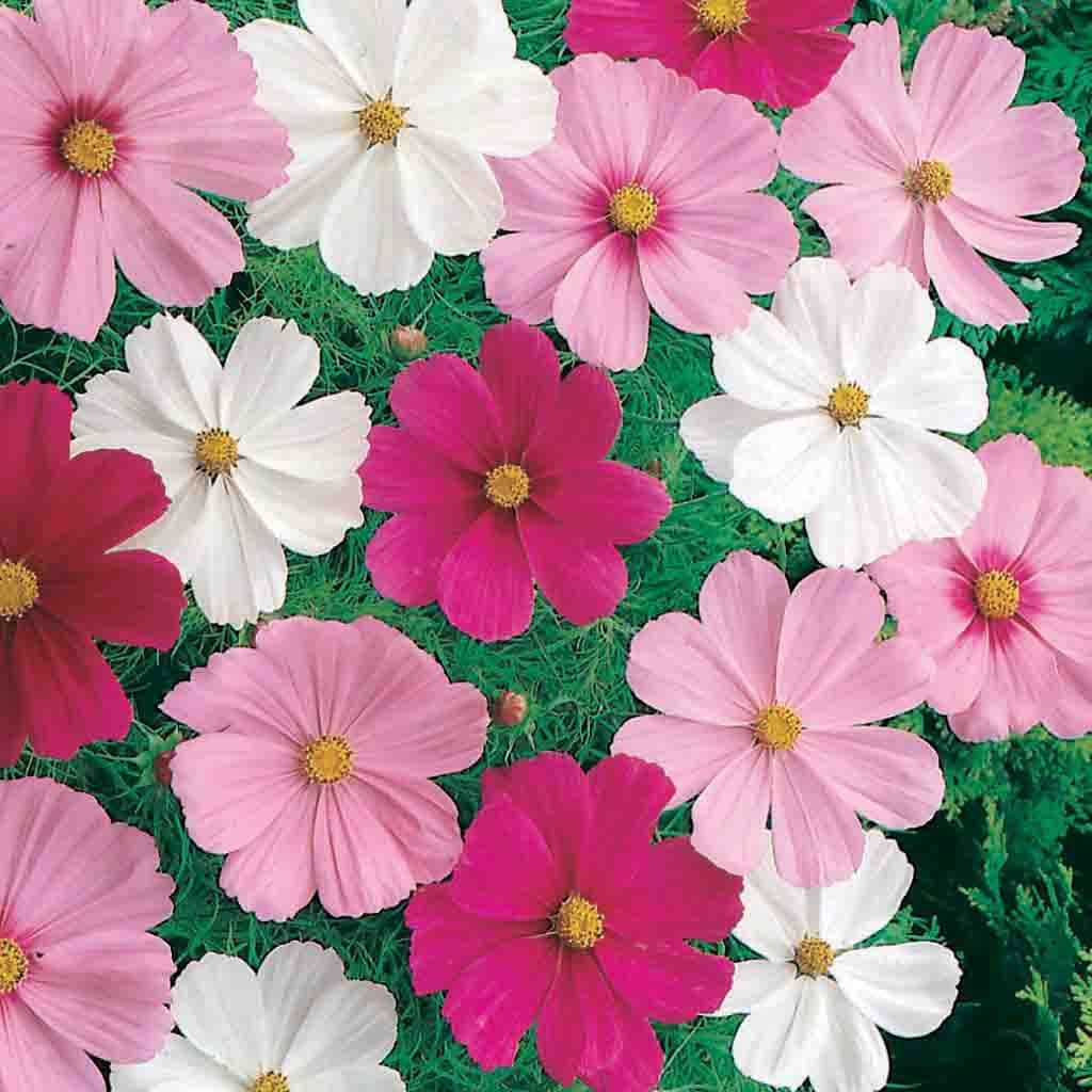 Ferry-Morse LC25.0940 seeds - View #3