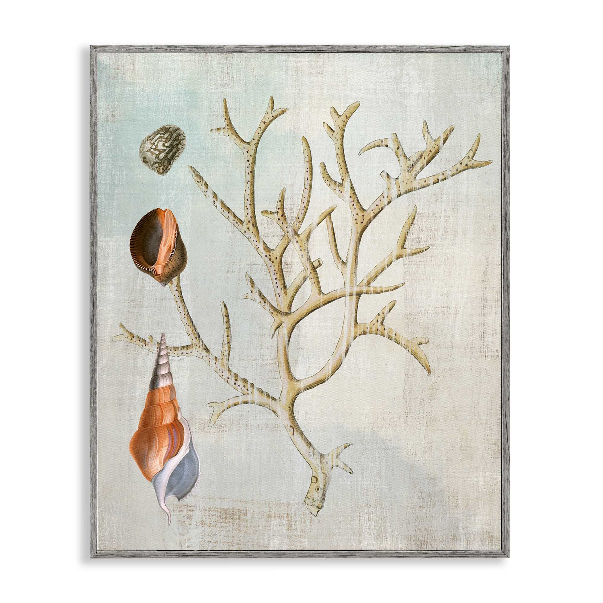 Stupell Industries BT-992-GFF-11X14 Seashells and Coral Branch Gray Framed Giclee Art By Susan Arnot 11 x 14