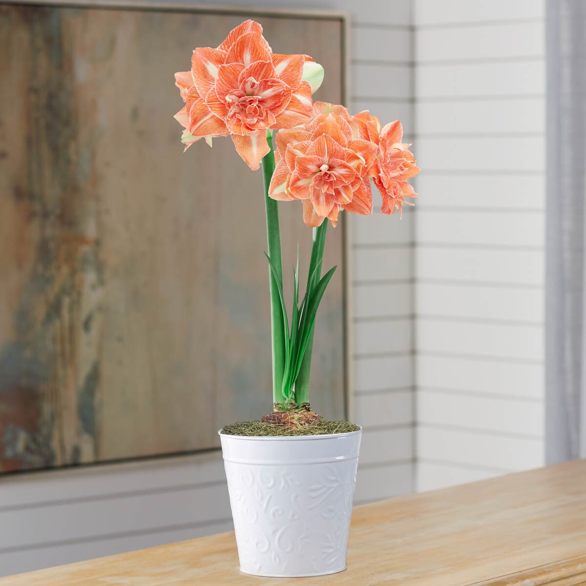 Pot Sunshine Nymph Coral Flowering Amaryllis Bulb Gift Kit Plant Bulbs ...