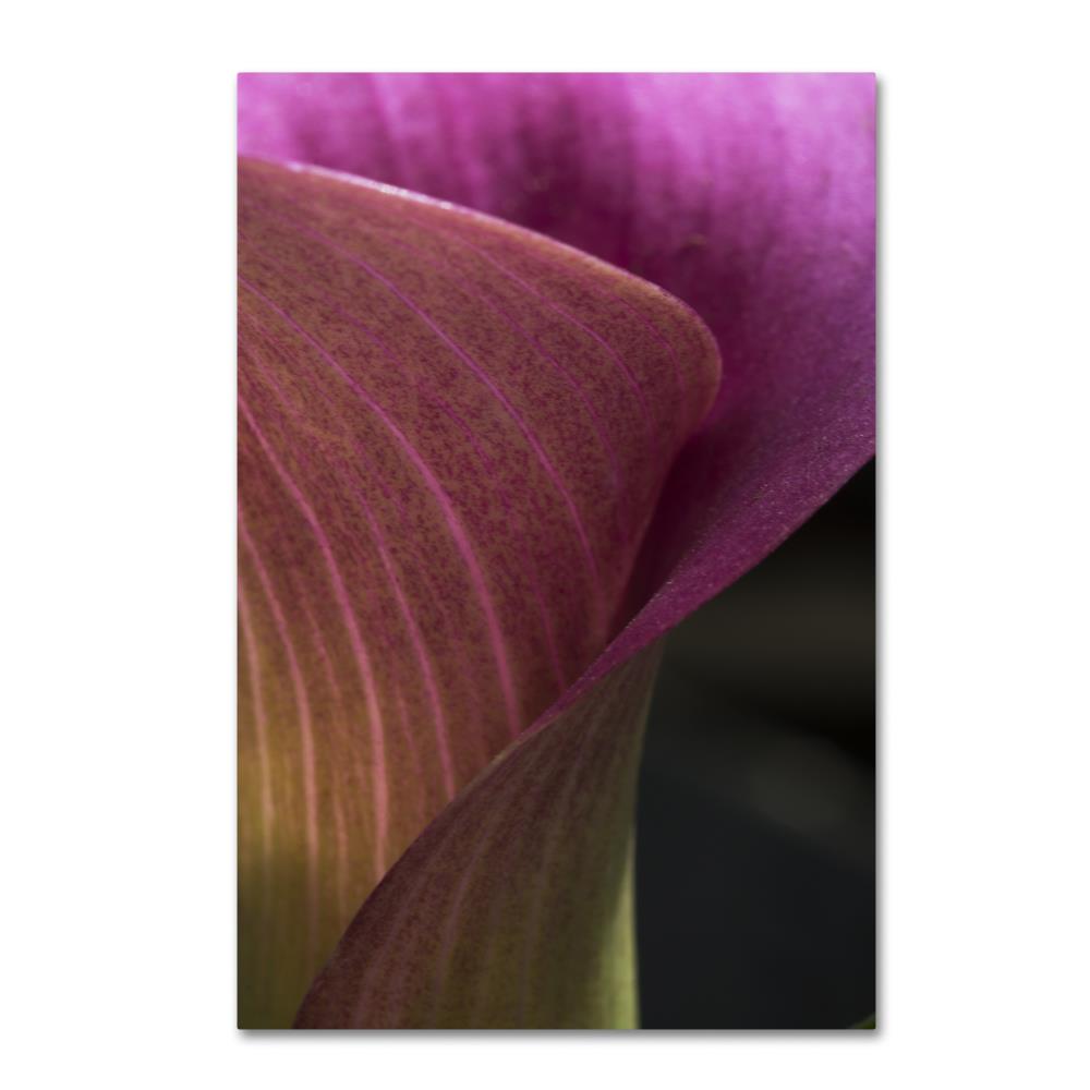 Trademark Fine Art KS01148-C1219GG Framed 19-in H x 12-in W Botanical Print on Canvas
