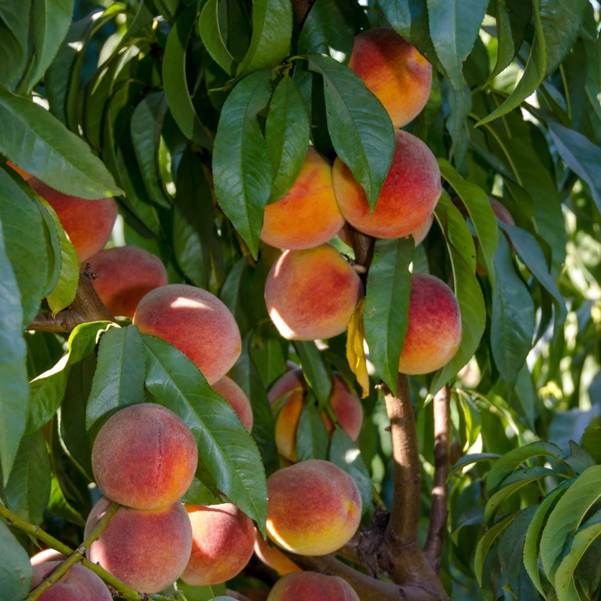 Gurney's Seed and Nursery 79021 1 Count Fruit Peachy Keen Peach Standard Starter Tree Bareroot