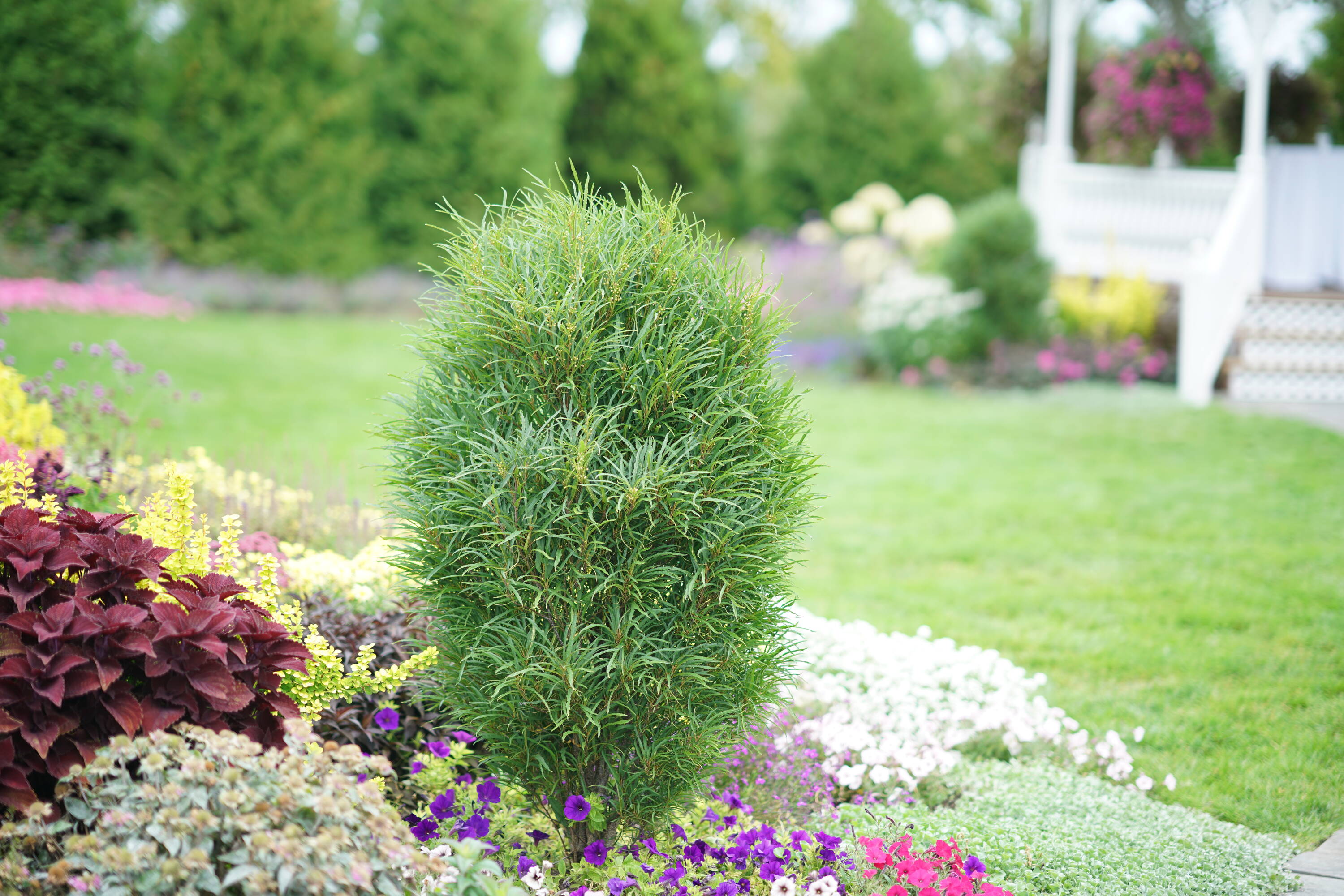 Proven Winners RHAPRC1027800 shrubs - View #3
