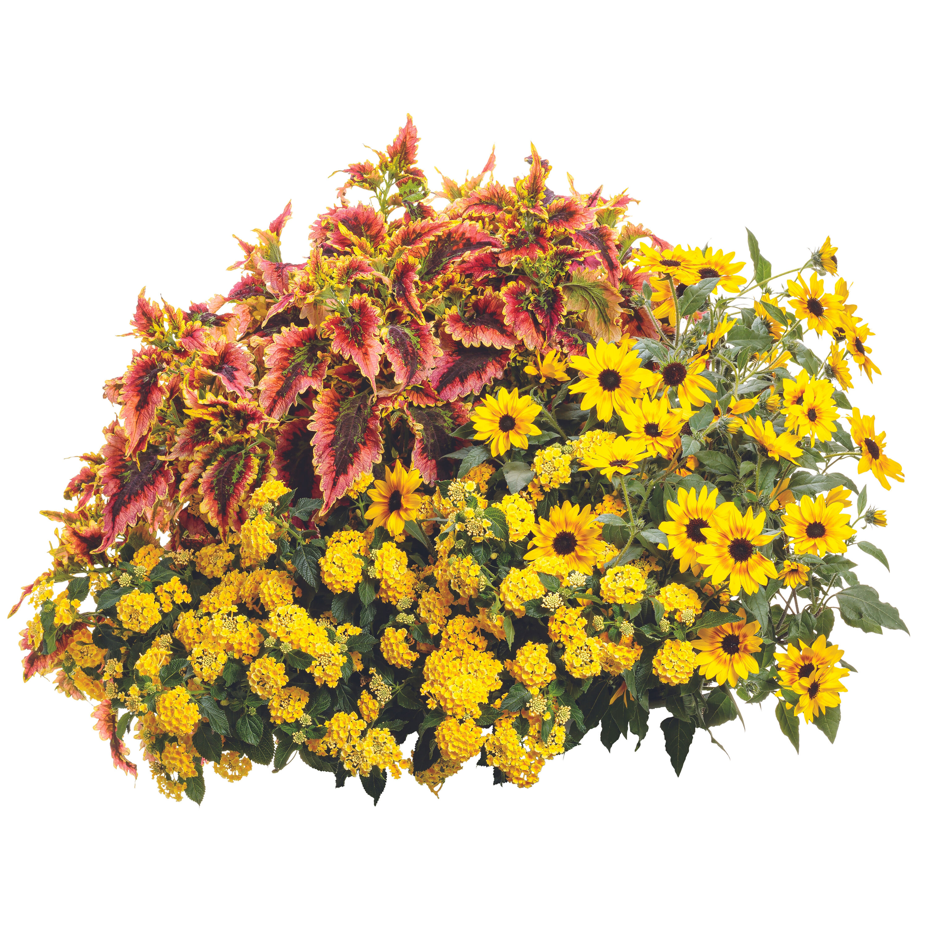 Proven Winners HLIPRW1037100 annuals - View #3