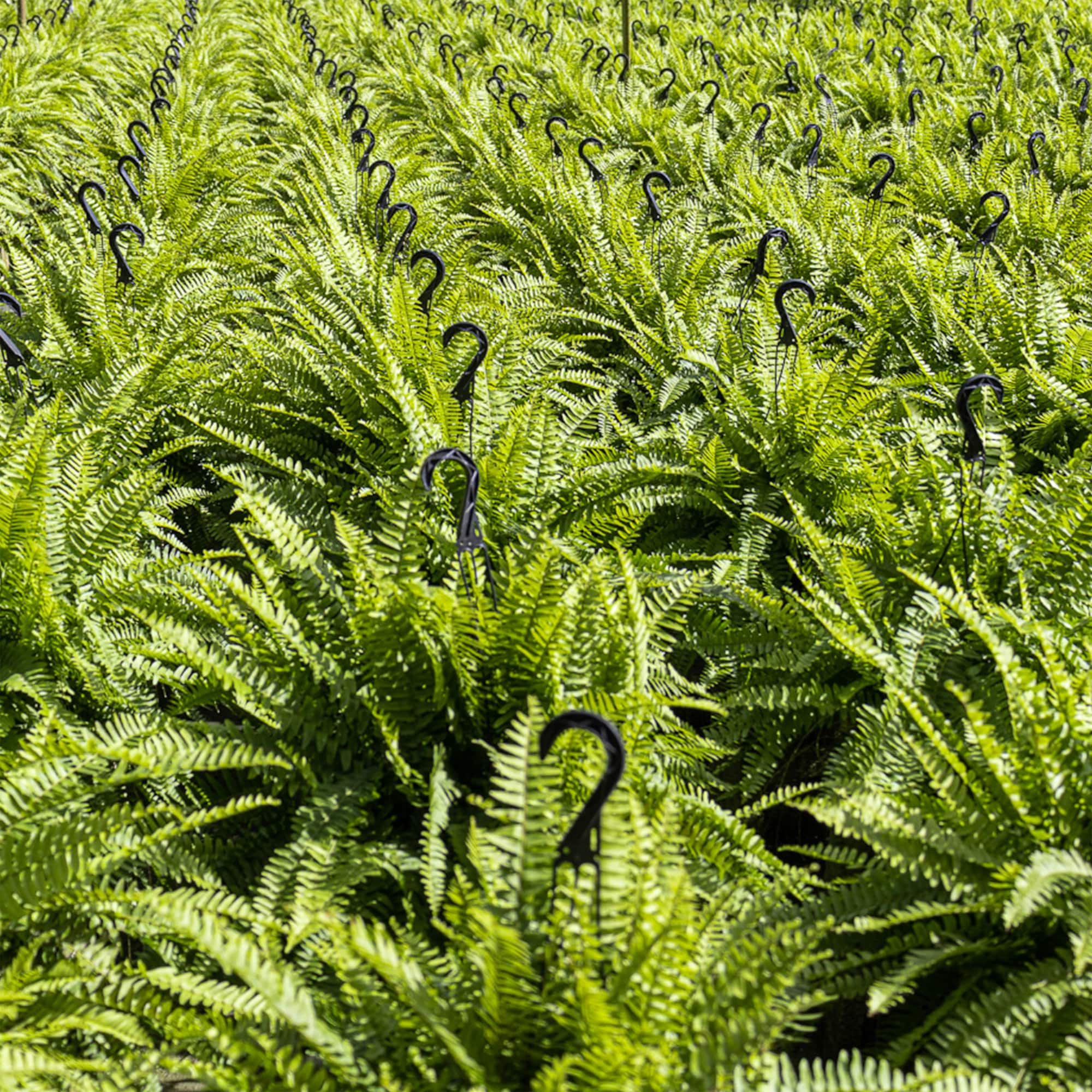 United Nursery 72444 hseplants - View #4