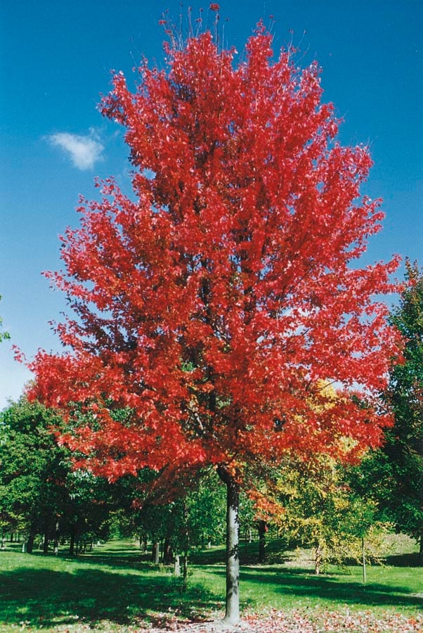 Lowe's NURSERY 5.5 -Gallon Shade Autumn Blaze Maple In pot (with soil)